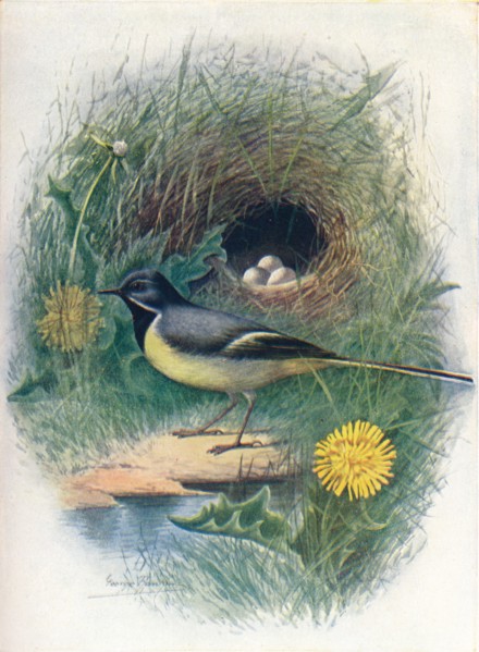 'Gray Wagtail - Motacil'la melano'pe', c1910, (1910). Artist: George James Rankin.