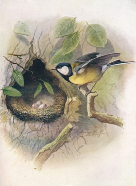 'Great Tit - Pa'rus m'ajor', c1910, (1910). Artist: George James Rankin.
