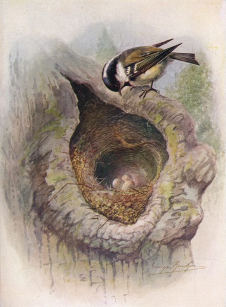 'Coal-Tit - Pa'rus at'er', c1910, (1910). Artist: George James Rankin.