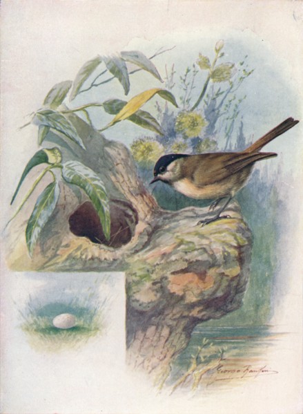 'Marsh-Tit - Pa'rus palus'tris', c1910, (1910). Artist: George James Rankin.