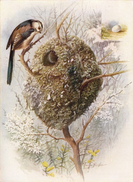 'Long-Tailed Tit - Acred'ula cauda'ta', c1910, (1910). Artist: George James Rankin.