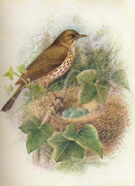 'Song-Thrush or Mavis - Tur'dus mu'sicus', c1910, (1910). Artist: George James Rankin.