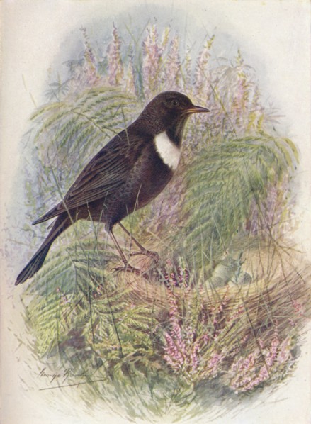 'Ring-Ousel - Tur'dus torqua'tus', c1910, (1910). Artist: George James Rankin.