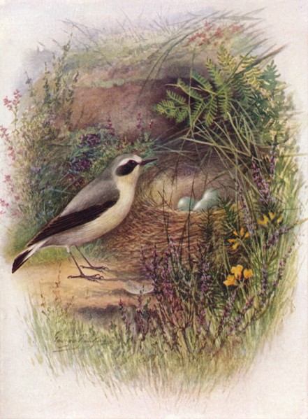 'Wheatear - Saxic'ola oenan'the', c1910, (1910). Artist: George James Rankin.