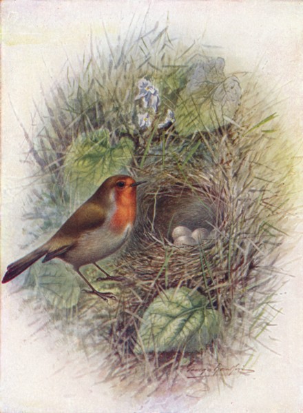 'Redbreast or Robin - Erith'acus rubec'ula', c1910, (1910). Artist: George James Rankin.