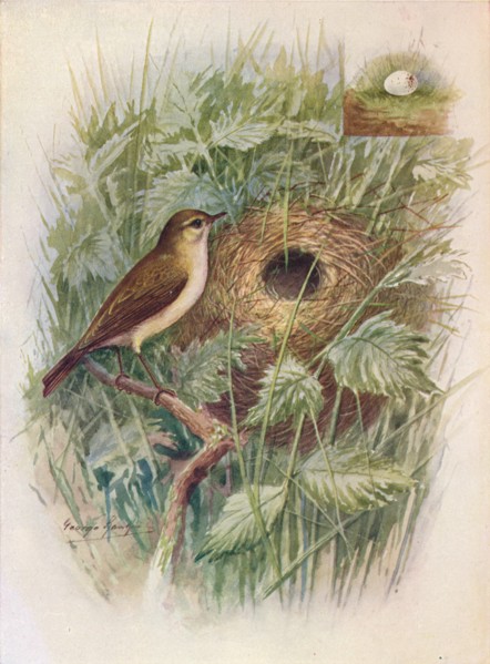'Chiff-Chaff - Phyllos'copus ru'fus', c1910, (1910). Artist: George James Rankin.