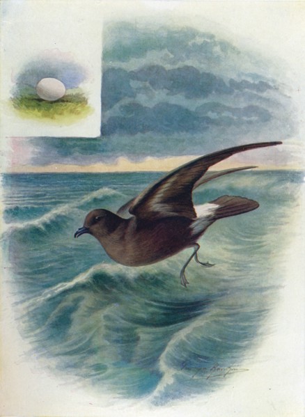 'Storm Petrel - Procellar'ia pela'gica', c1910, (1910). Artist: George James Rankin.