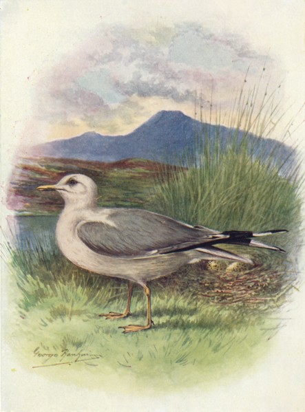 'Common Gull - Lar'us can'us', c1910, (1910). Artist: George James Rankin.