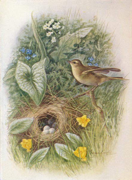 'Willow-Wren - Phyllos'copus tro'chilus', c1910, (1910). Artist: George James Rankin.