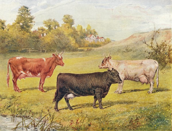 Polled Aberdeen and Ayrshire cows, 1902 (1910). Artist: WR Woods.
