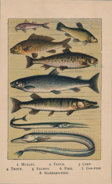 'Fish', 1907, (1907). Artist: Unknown.