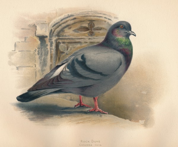 'Rock Dove (Columba livia)', c1900, (1900). Artist: Charles Whymper.