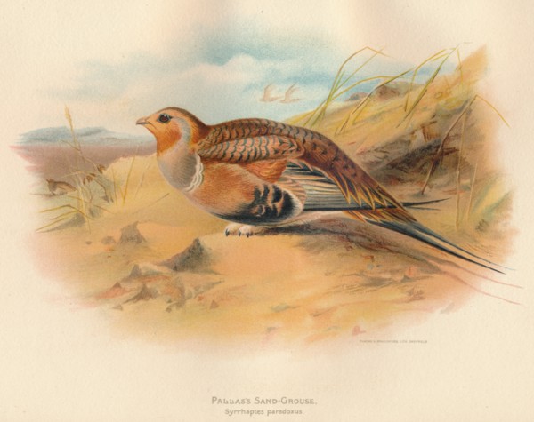 'Pallass Sand-Grouse (Syrrhaptes paradoxus)', 1900, (1900). Artist: Charles Whymper.
