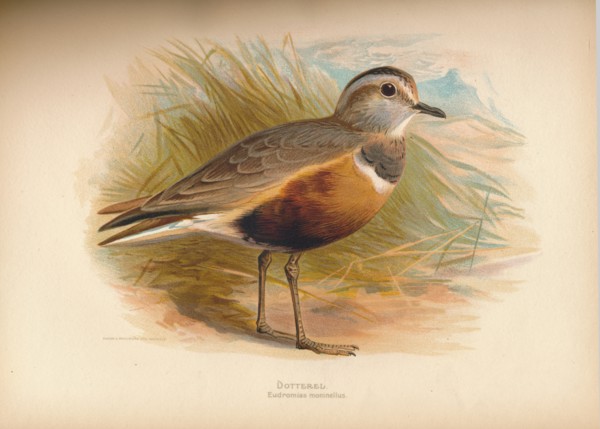 'Dotterel (Eudromias morinellus)', 1900, (1900). Artist: Charles Whymper.
