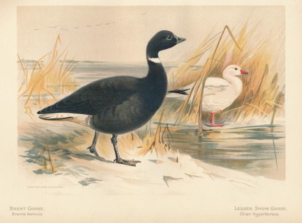 'Brent Goose (Branta bernicla), Lesser Snow Goose (Chen hyperboreus)', 1900, (1900). Artist: Charles Whymper.