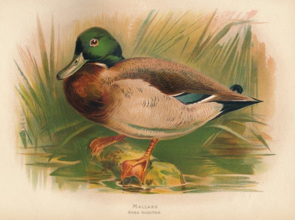 'Mallard (Anas boschas)', 1900, (1900). Artist: Charles Whymper.
