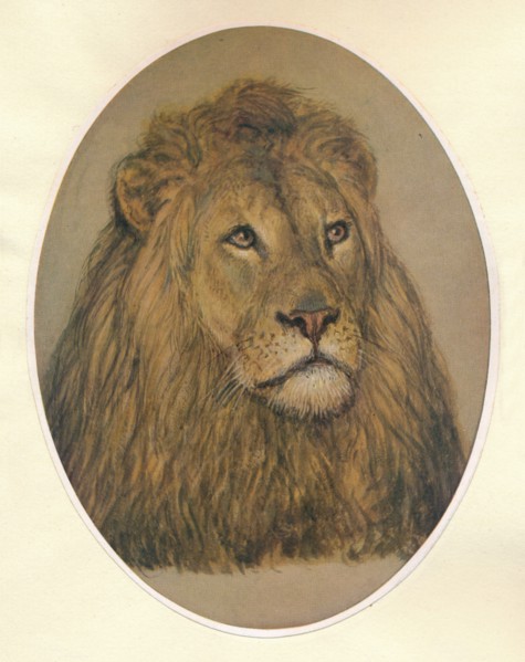 'Lion's Head', c1896. Artist: Frank Paton.