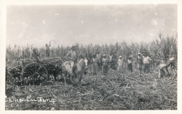 'Cane Cutting', c1930. Artist: Unknown.