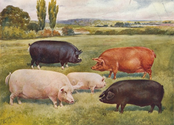 Breeds of pigs, c1902 (c1910). Artist: Frank Babbage.
