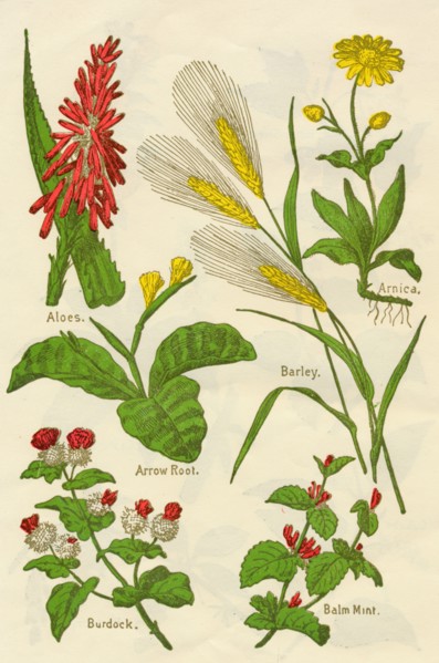 Flowers: Aloes, Arnica, Arrow Root, Barley, Balm Mint, Burdock, c1940.  Artist: Unknown.