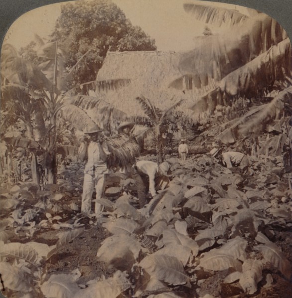 'Cutting Tobacco - A Typical Plantation - Province of Havana, Cuba', 1899. Artist: Works and Sun Sculpture Studios.