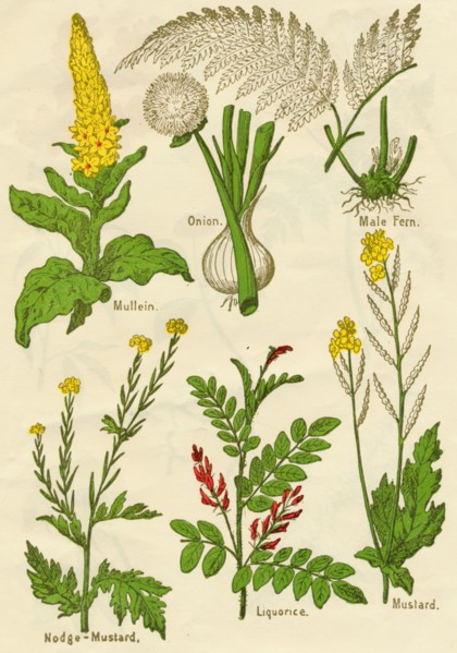 Flowers: Mullein, Onion, Male Fern, Nodge-Mustard, Liquorice, Mustard, c1940. Artist: Unknown.