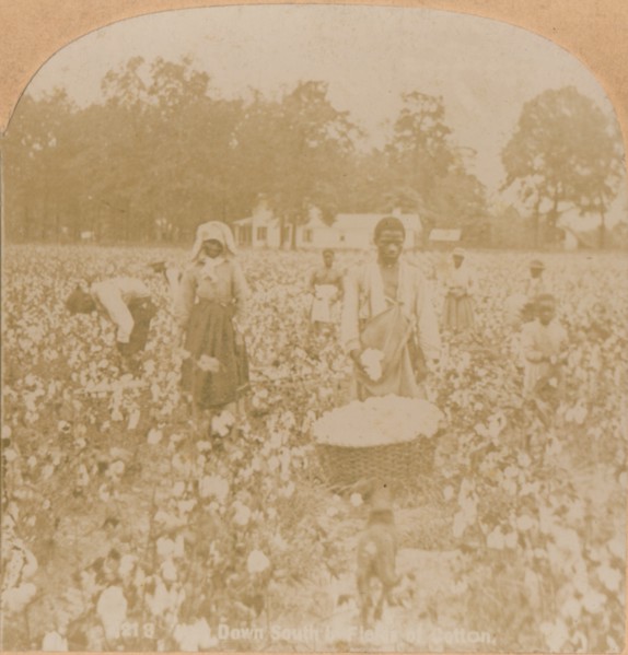 'Cotton-Picking.', c1900. Artist: Unknown.