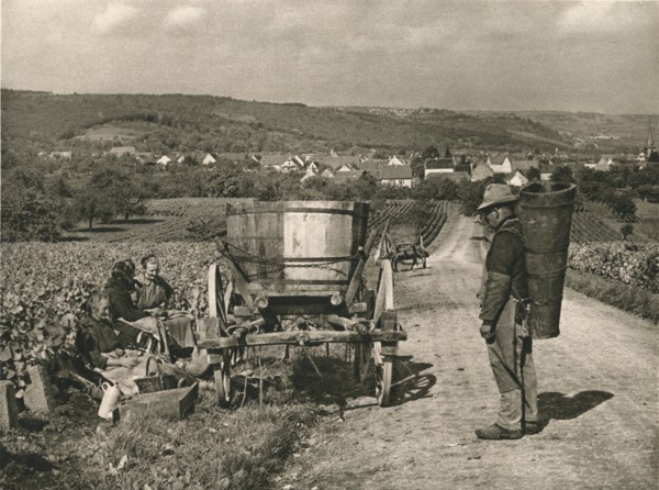 'Pfalz - Gathering grapes near Weisenheim', 1931. Artist: Kurt Hielscher.