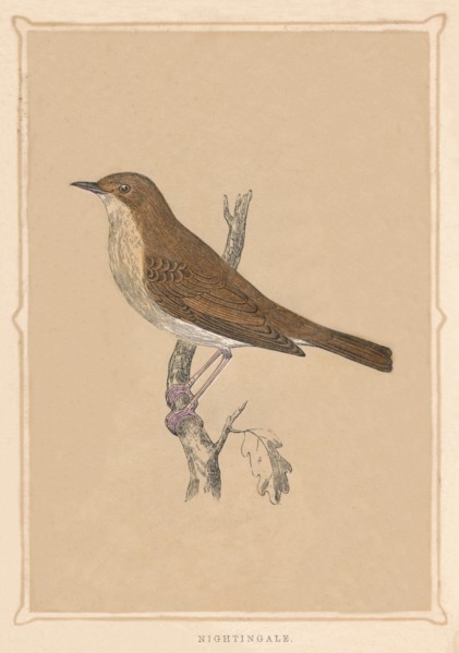 'Nightingale', (Luscinia megarhynchos), c1850, (1856). Artist: Unknown.