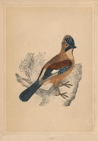 'Jay', (Garrulus glandarius), c1850, (1856). Artist: Unknown.