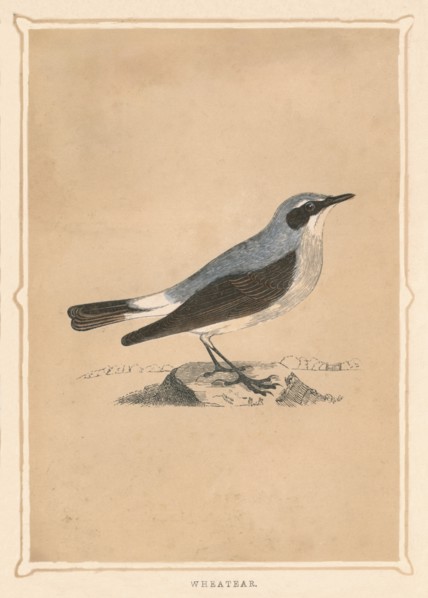 'Wheatear', (Oenanthe), c1850, (1856). Artist: Unknown.