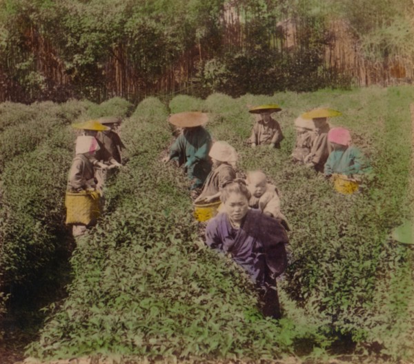 'Picking the famous Uji Tea near Tokyo, Japan', 1896. Artist: Unknown.