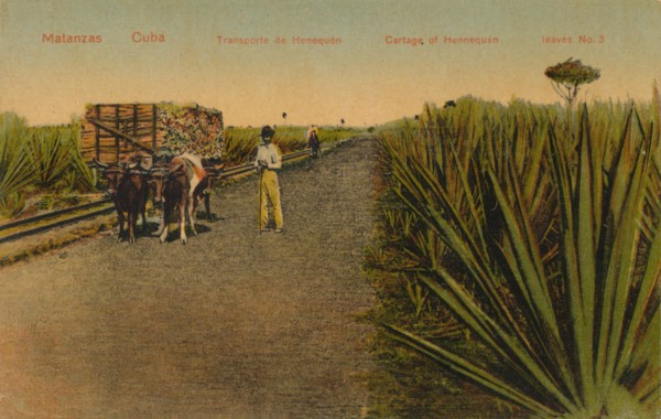''Transporting Henequen leaves, Matanzas - Cuba', Artist: Unknown.