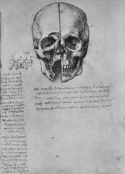'Drawing of Two Halves of a Skull', c1480 (1945). Artist: Leonardo da Vinci.