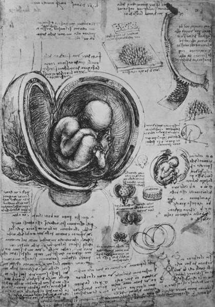 'Drawings of an Embryo in the Uterus', c1480 (1945). Artist: Leonardo da Vinci.
