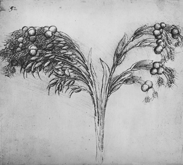 'A Long-Stemmed Plant, c1480 (1945). Artist: Leonardo da Vinci.