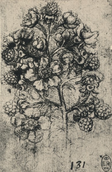 'A Spray of Brambles', c1480 (1945). Artist: Leonardo da Vinci.