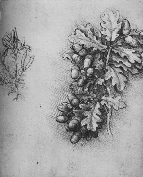 'Oak-Leaves with Acorns and Dyer's Greenweed', c1480 (1945). Artist: Leonardo da Vinci.