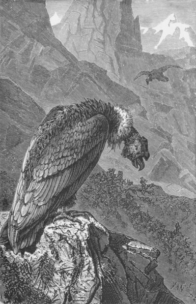 'The Condor',  c1885, (1890). Artist: Robert Taylor Pritchett.