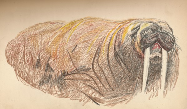 'Sleepy and Cross, 12th September 1893. Pastel Sketch', 1893, (1897). Artist: Fridtjof Nansen.