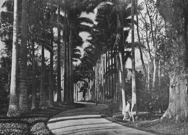 'Cabbage Palms in Peradeniya Gardens', c1890, (1910). Artist: Alfred William Amandus Plate.