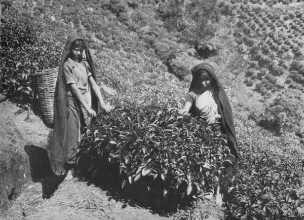 'Pluckers on Tea Estate, Ceylon', c1890, (1910). Artist: Alfred William Amandus Plate.