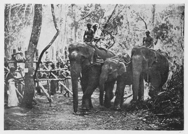 'Elephant Kraaling in Ceylon - Free No Longer', c1890, (1910). Artist: Alfred William Amandus Plate.