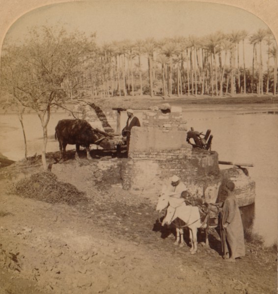 'An Egyptian Sakiyeh, Drawing Nile Water for Irrigation, Egypt', 1896. Artist: Unknown.