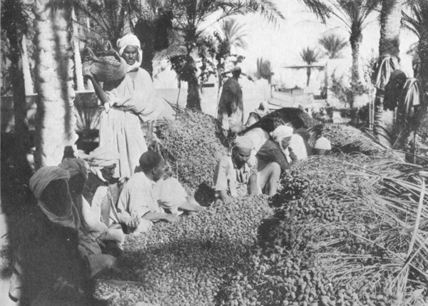 'Date Picking at Gabes', c1913. Artist: Charles JS Makin.