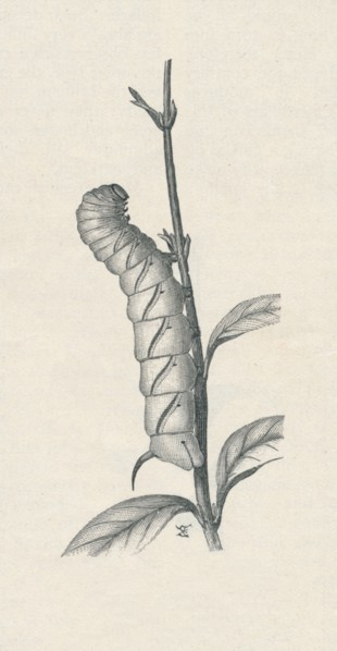 'Full-Grown Caterpillar of the Privet Hawk-Moth, Similarly Occupied', c1900, (1910). Artist: Fred Enock.