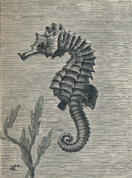 'The Sea-Horse, Undisguised, Sedately Swimming', c1900, (1910). Artist: Fred Enock.