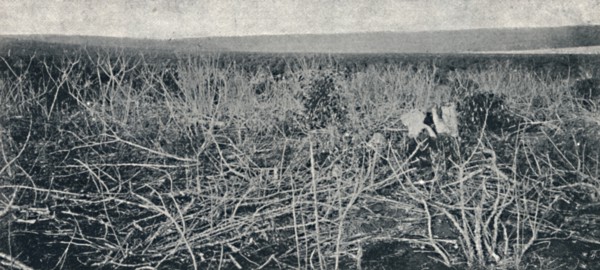 'Plantacao de Mandioca', 1895. Artist: Axel Frick.