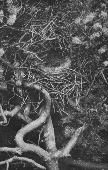 'Nest of Magpie', c1882, (1912). Artist: Charles Reid.