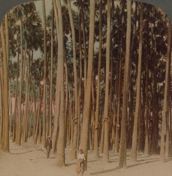 'Toddy palms 100 ft. tall, Pagan, Burma', 1907. Artists: Elmer Underwood, Bert Elias Underwood.